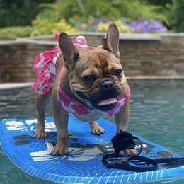 French Bulldogs from Royal Bulldog Productions