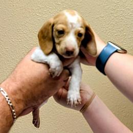Penny - Piebald female Dachshund puppy in Marshall, Texas from Wilson's Kennels