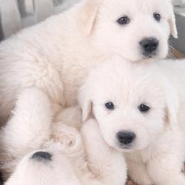 AKC Girl 1 - White female Great Pyrenees puppy in Elfrida, Arizona from Outlaw Acres Farm & Kennels