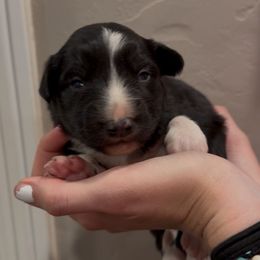 Sniper - Black and white male Border Collie puppy in North Lakeport, California from Wild Rose Ranch