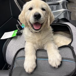 Golden Retriever Puppies from Kashmir’s Golden Retrievers