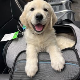 Golden Retriever Puppies from Kashmir’s Golden Retrievers