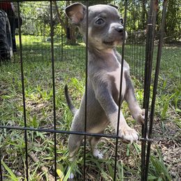 Chihuahua and Dachshund Puppies from Little Pawz, LLC
