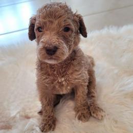 Coco (Tan Collar) - Apricot female Goldendoodle puppy in Lincoln, California from Lincoln Goldendoodles