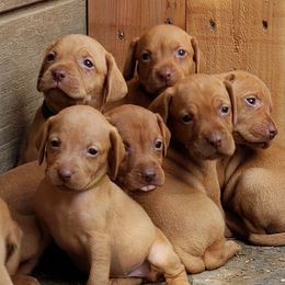 Vizsla Puppies from Sizzling Hot Vizsla's