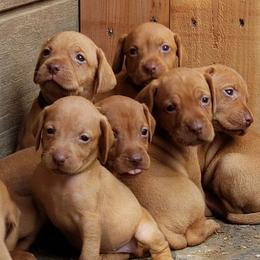 Vizsla Puppies from Sizzling Hot Vizsla's