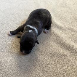 Sadie - Brindle and white female American Corgi puppy in Ohio from Canal Corgis