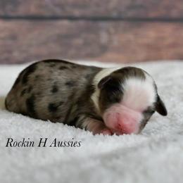 Jake - Blue merle male Toy Australian Shepherd puppy in Russellville, Arkansas from Rockin H Aussies