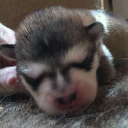Alaskan Malamute Puppies from Ghost Dance Alaskan Malamutes