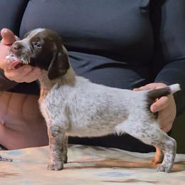 Ruckus - Black Male - Liver and white male German Shorthaired Pointer puppy in Kenai, Alaska from LakeHaus Kennels