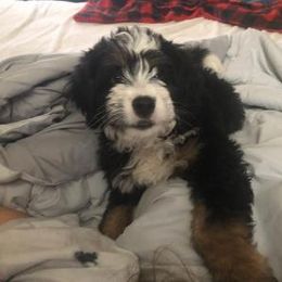 Bernedoodle and Dachshund Puppies from Heavenly Heritage Dachshunds