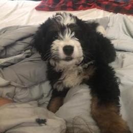 Bernedoodle and Dachshund Puppies from Heavenly Heritage Dachshunds