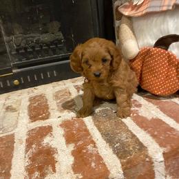 Cavapoo and Goldendoodle Puppies from Magnolia Prairie Doodles