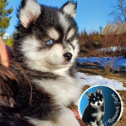 Pomsky Puppies from Runamok Farm