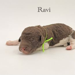 Ravi - Chocolate male Goldendoodle puppy in Milford, Pennsylvania from Doodles Are Golden