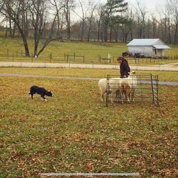 Border Collies and Rottweilers from Mottled Creek Farm