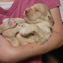 Australian Cobberdog Puppies from Heartland Hills Australian Cobberdogs