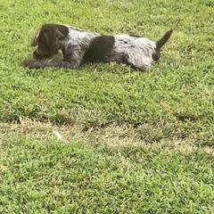 American Bully, German Shorthaired Pointer, and German Wirehaired Pointer All Grown Up from Shoreline Pointers