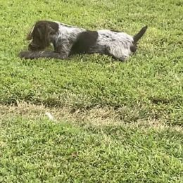 American Bully, German Shorthaired Pointer, and German Wirehaired Pointer All Grown Up from Shoreline Pointers