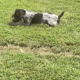 American Bully, German Shorthaired Pointer, and German Wirehaired Pointer All Grown Up from Shoreline Pointers