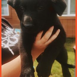 German Shepherd Puppies from Black Beauty Shepherds