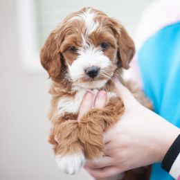 Goldendoodle Puppies from Snowfire Doodles