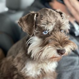 Calvin - Miniature Schnauzer