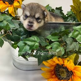 Pomsky Puppies from Gemstone Pomskies