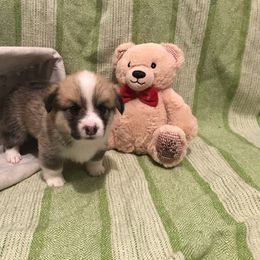 Pembroke Welsh Corgi Puppies from A&A’s Adorable Corgis