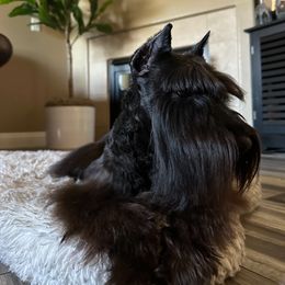 Enzo - Miniature Schnauzer