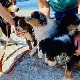Miniature Australian Shepherd Puppies from Iris’ Island Oasis