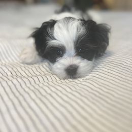 Cavalier King Charles Spaniel, Cavapoo, Maltipoo, and Poodle Puppies from Lainy's Puppies