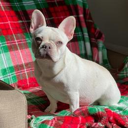 Kitana - French Bulldog