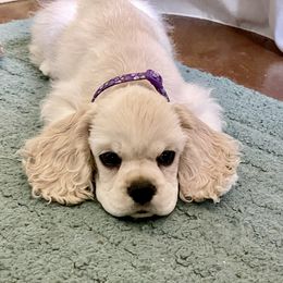 Cocker Spaniel Puppies from Silver Moon Cockers