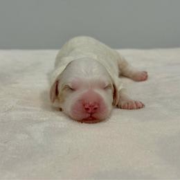 Bravo - Caramel cream male Australian Labradoodle puppy in Calhoun, Louisiana from Arrowhead Australian Labradoodles