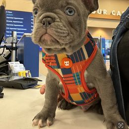 French Bulldog Puppies from Fancy Frenchies