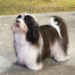 Violet - Havanese