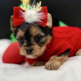 Holly - Black and tan female Yorkshire Terrier puppy in Tangipahoa County, Louisiana from Riche’ Louisiana Yorkies