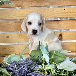 Magnolia - Lemon and white female Beagle puppy in Katy, Texas from Houston’s Howlin’ Hounds