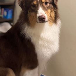 Herbie - Red tri-color male Australian Shepherd puppy in Rapid River, Michigan from Echolight Australian Shepherds