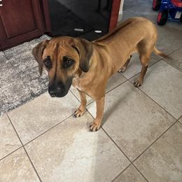 Rya - Rd whtn blk nose Rhodesian Ridgeback puppy in Palm Bay, Florida from Prestige Chihuahuas