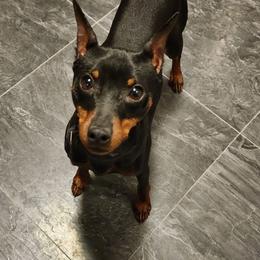 Sunny - Black and rust male Miniature Pinscher puppy in Mount Pleasant, Michigan from Hundeholz