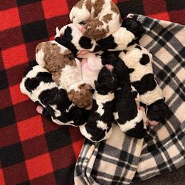 Girl 2 - TBD - Parti female Goldendoodle puppy in Allegan, Michigan from Cocoa Doodles