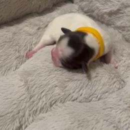 Coco - White female Shih Tzu puppy in Sebring, Florida from Amarilys ShihTzus & Poodles