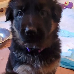 German Shepherd Puppies from Camo  Creek German Shepherds