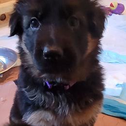 German Shepherd Puppies from Camo  Creek German Shepherds