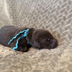 Boy 4 - Chocolate male Labrador Retriever puppy in Gilbert, South Carolina from Crout Kennels