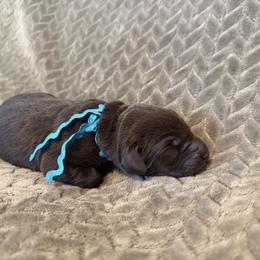 Boy 4 - Chocolate male Labrador Retriever puppy in Gilbert, South Carolina from Crout Kennels