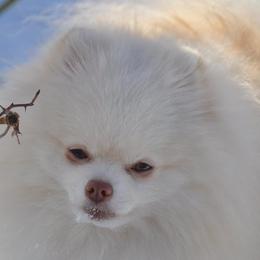 Leo - Pomeranian
