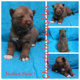 Faolan Male 1 - Red and white male Siberian Husky puppy in Hiawassee, Georgia from Chastains Huskies